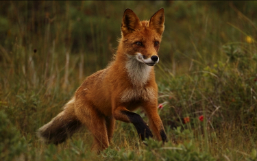 Shay Fox: Порно видео с Шей Фокс бесплатно онлайн!