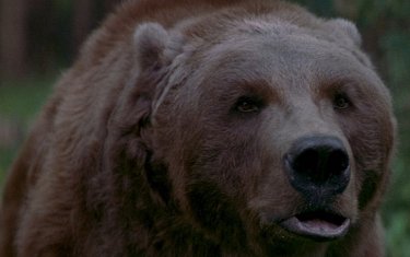 15 самых впечатляющих сражений с медведями в кино